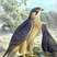 Eleonora's Falcon